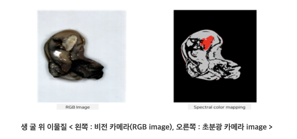 Public BKI reference showing an oyster RGB image and spectral color mapping used to explain camera inspection
